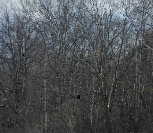 3 eagles in the trees