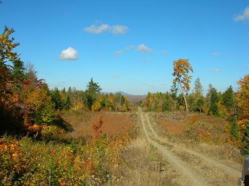 Remote Maine Foliage