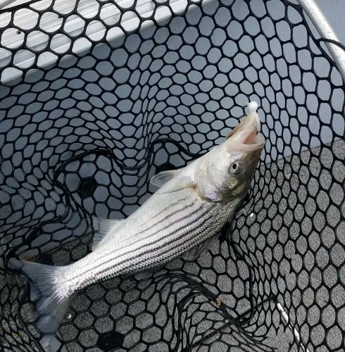 Saint George River Striper