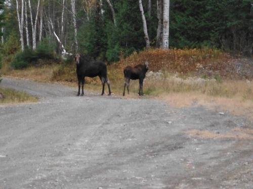 Cow and Calf Moose in the North Maine Woods