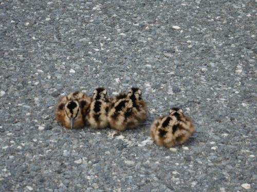 Woodcock Chicks