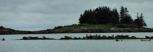 Seals on a Scenic Maine Caost boat trip with Maine Outdoors